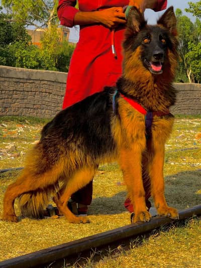 German Shepherd long coated female 8 month for sale
