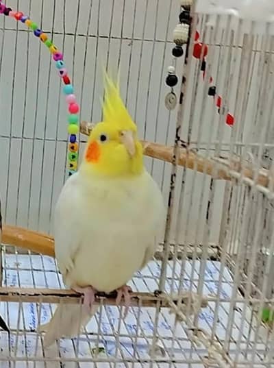Cockatiel Lutino Male