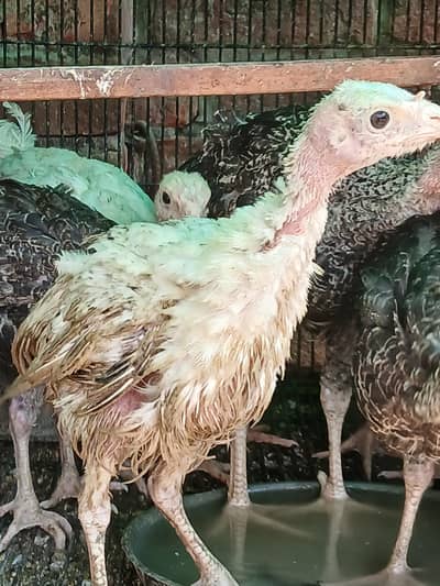 turkey male and chicks healthy and active vaccinated