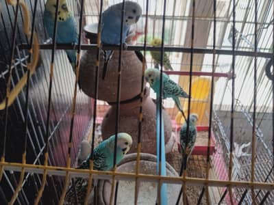 8 budgies  without cage