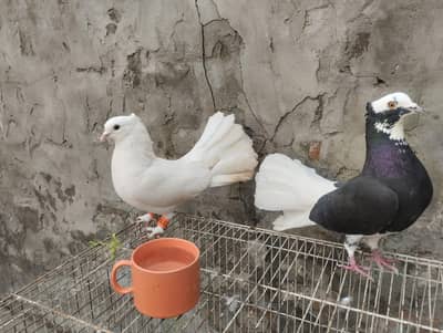 American lucky pigeons