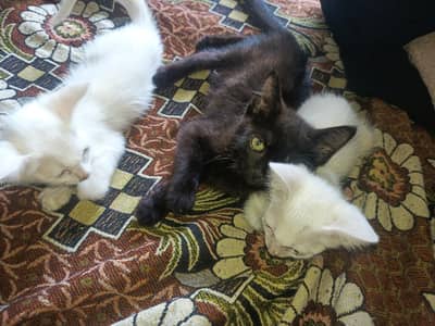 cat baby for sale