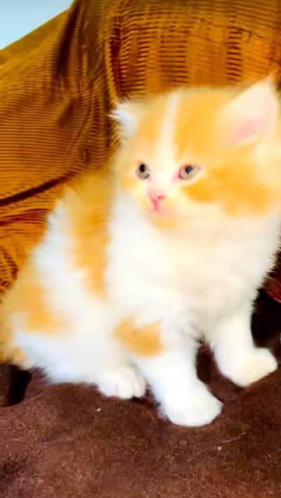 Persian cat's vaccinated  healthy active/WhatsApp 03254583038
