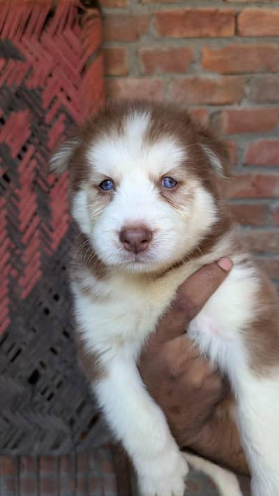 Siberian huskyShih Tzu | Shihtzu | poodel cross  puppy For sale