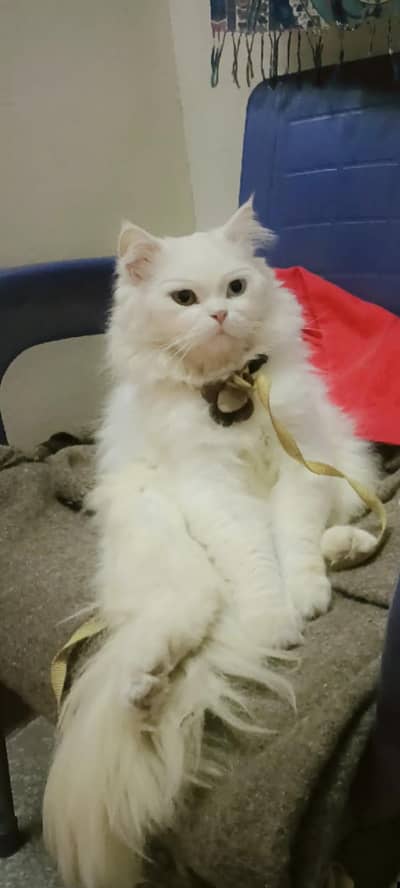 Persian