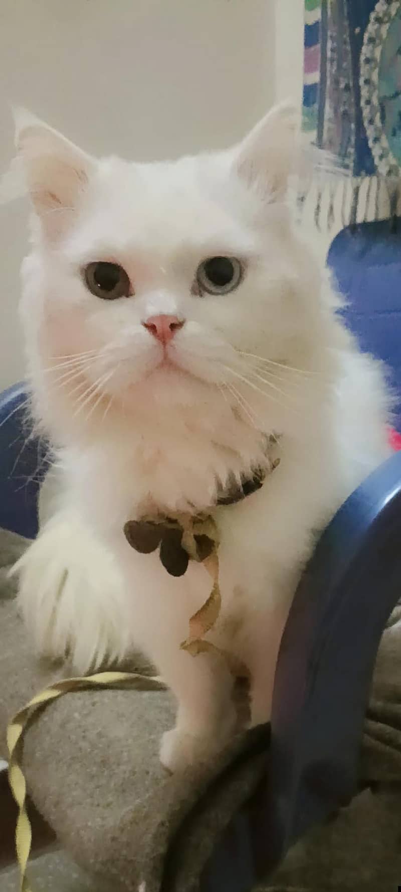PersianPersian cat | Punch Face | Triple Coat | odd Eyes Cat for sale 1