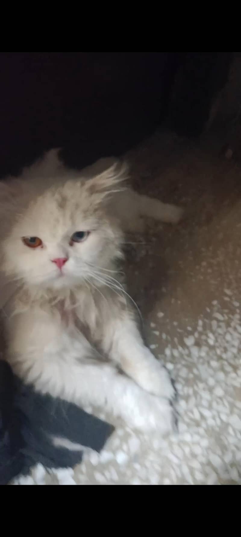 PersianPersian cat | Punch Face | Triple Coat | odd Eyes Cat for sale 2
