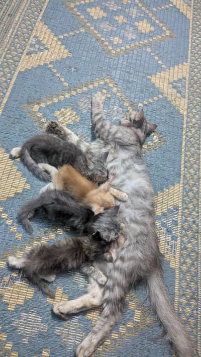 Persion cat for sale five kittens