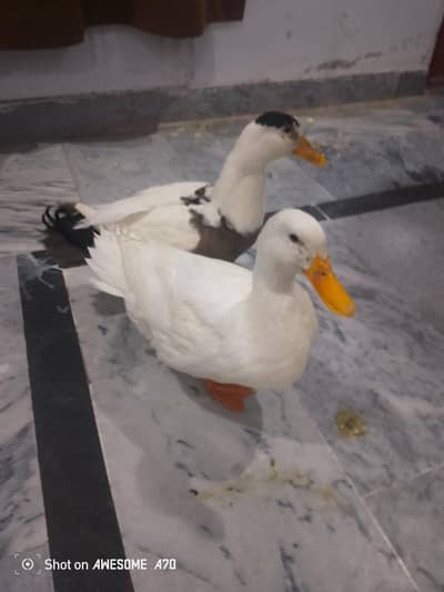 Ducks