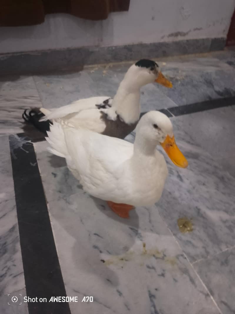 Ducks 0
