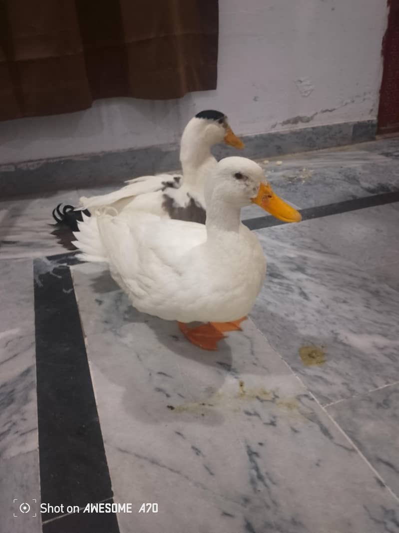 Ducks 1