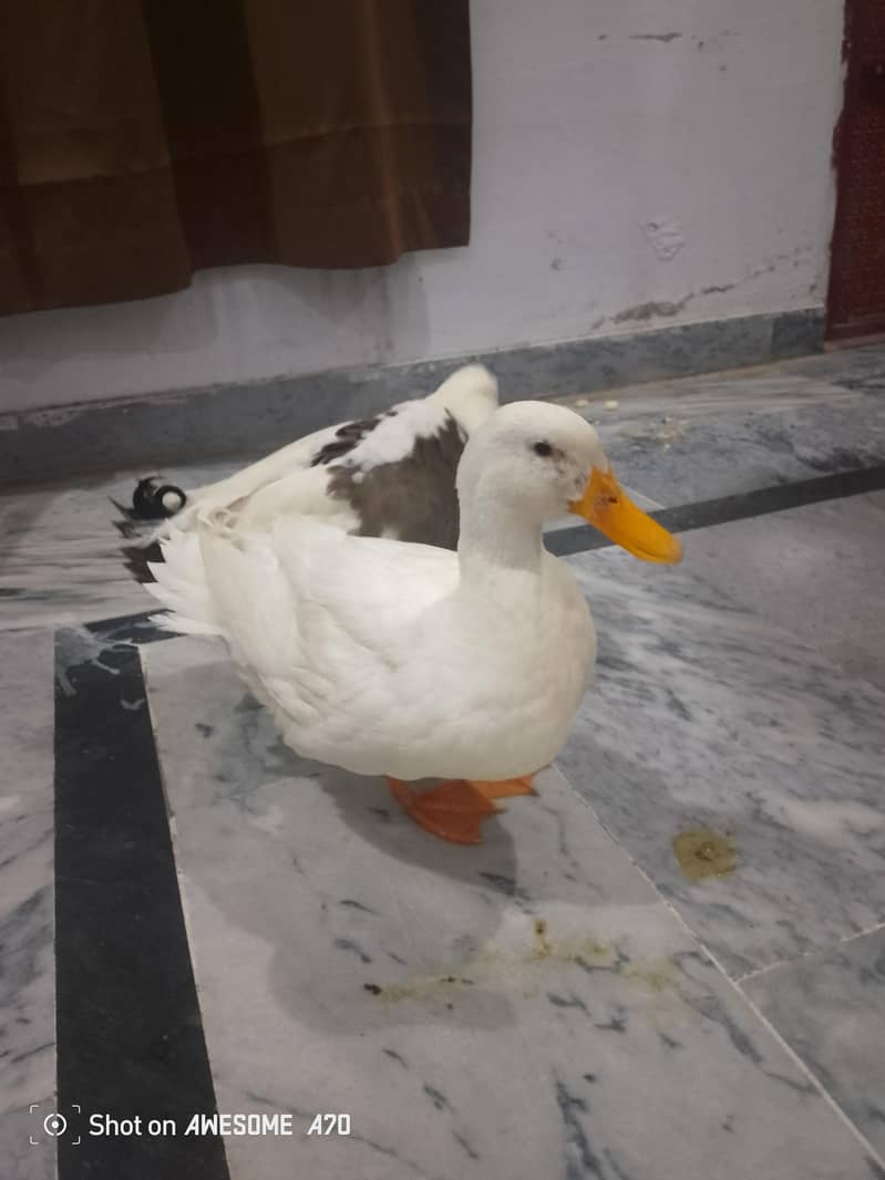 Ducks 2