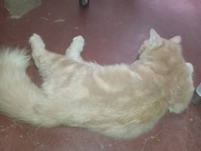 MashAllah Creamy Persian Mix Male Cat - Healthy & Playful`