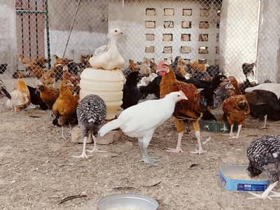Golden Misri 2 months old chicks for sale