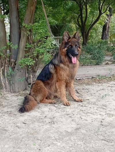 German shepherd young male available for sale