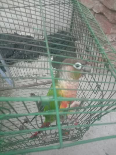 i am selling My parrot of Malaysia