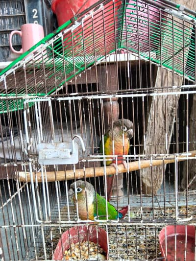 pineapple conure