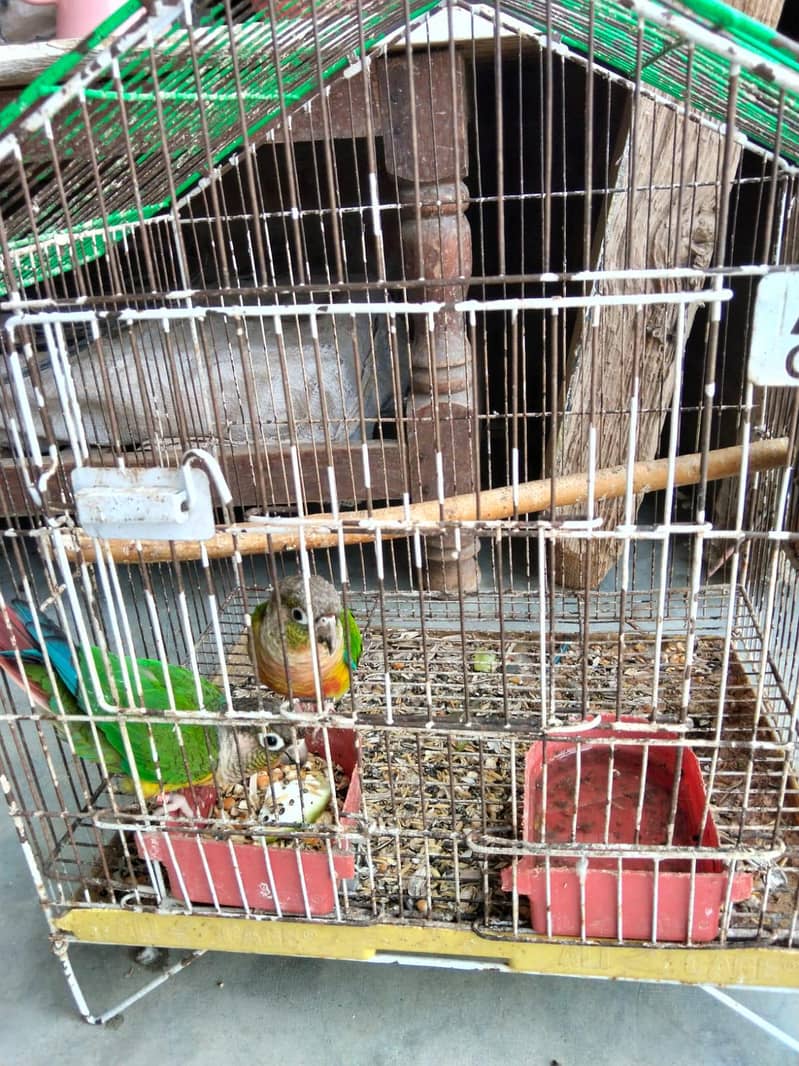 pineapple conure 1