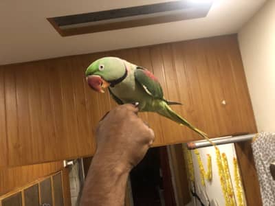 Raw parrot for sale 3225844099