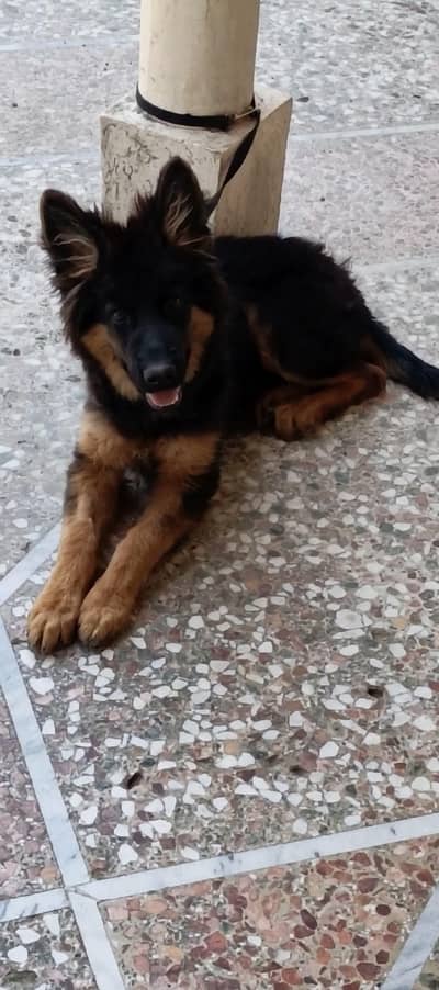 German shepherd female best quality