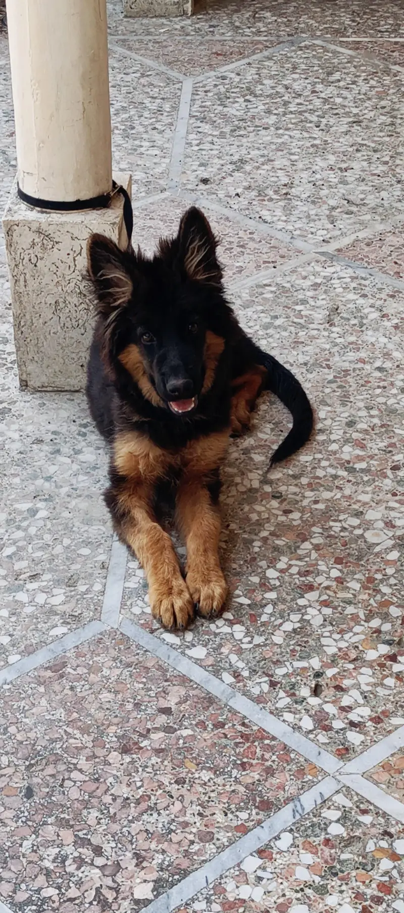German shepherd female best quality — photo 2