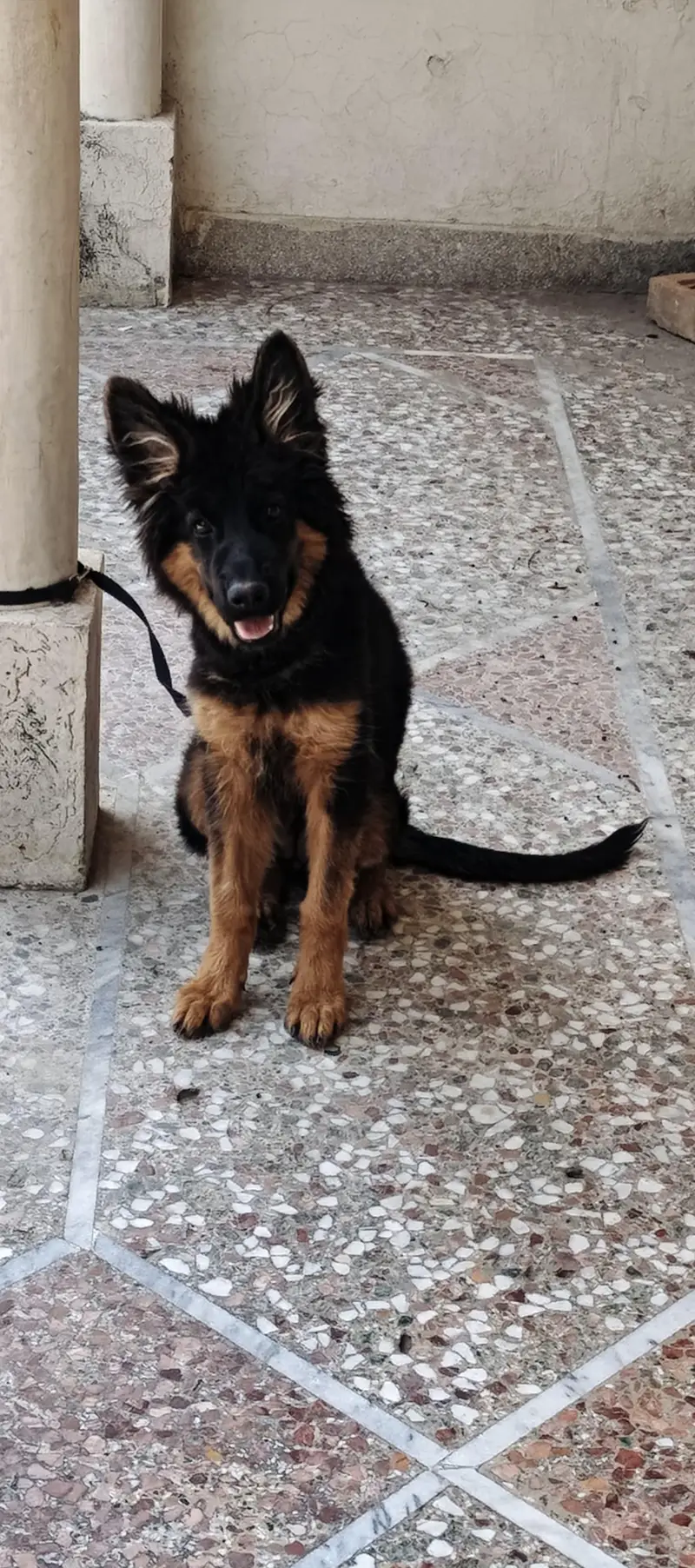 German shepherd female best quality — photo 3