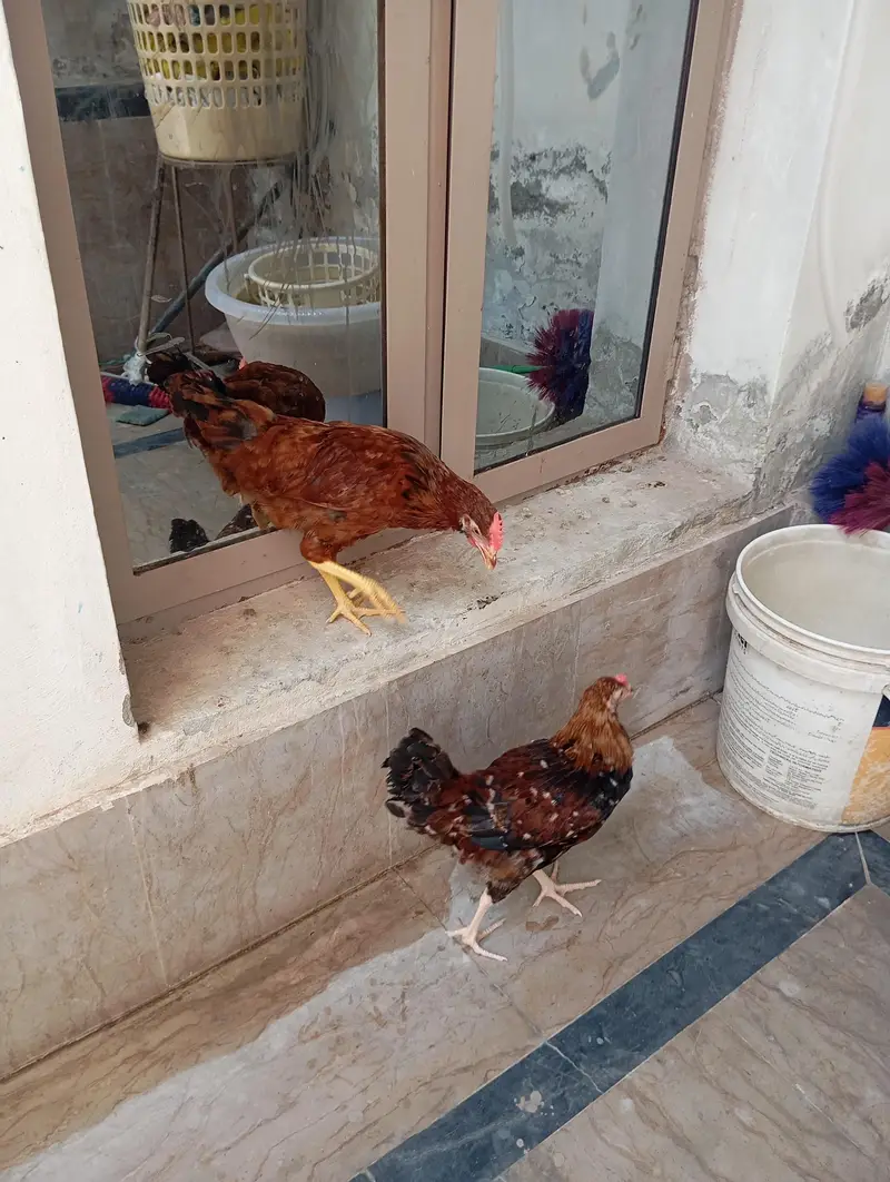 gher k ply 2 murgy — photo 2