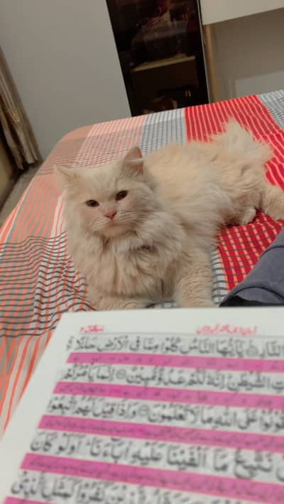Male cat