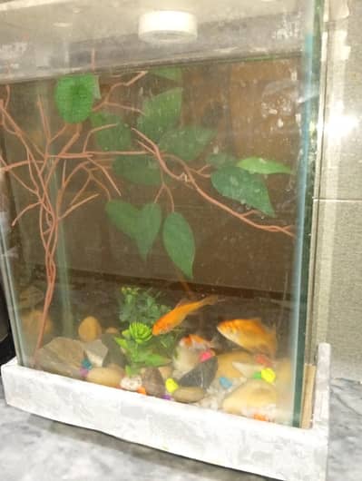 aquarium for sale with 3 Goldie fishes