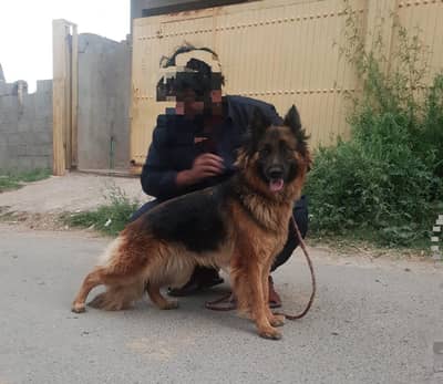I want to sale my German shepherd pink  pedigree female