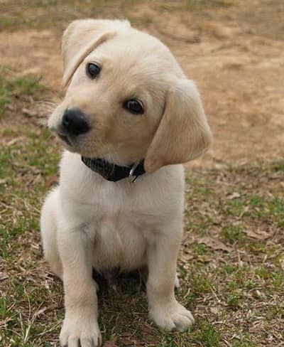 Labrador Retriever puppy (specifically a yellow Lab).