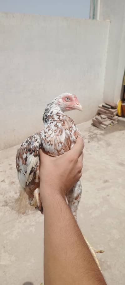 Female chicken for sale