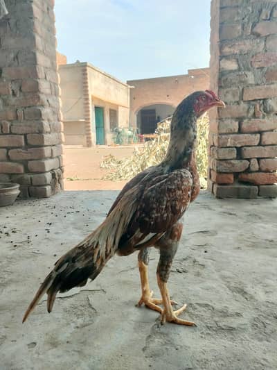 patha for sale