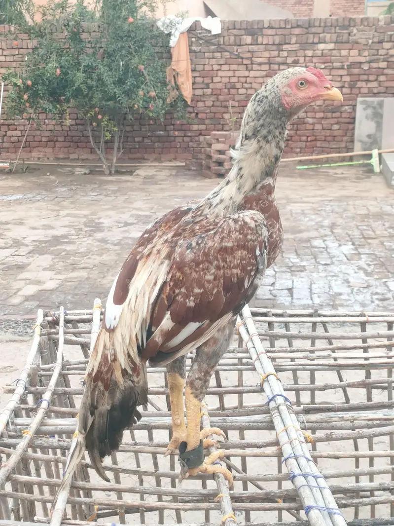 patha for sale — photo 2