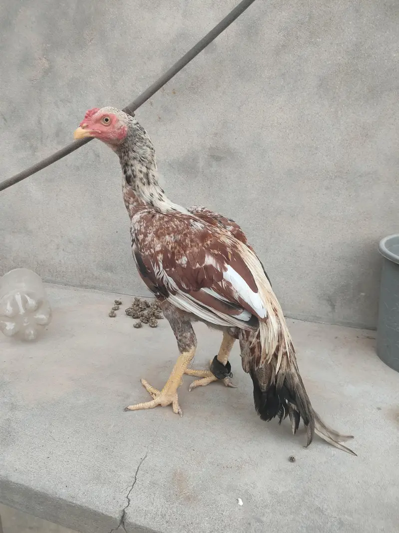 patha for sale — photo 3