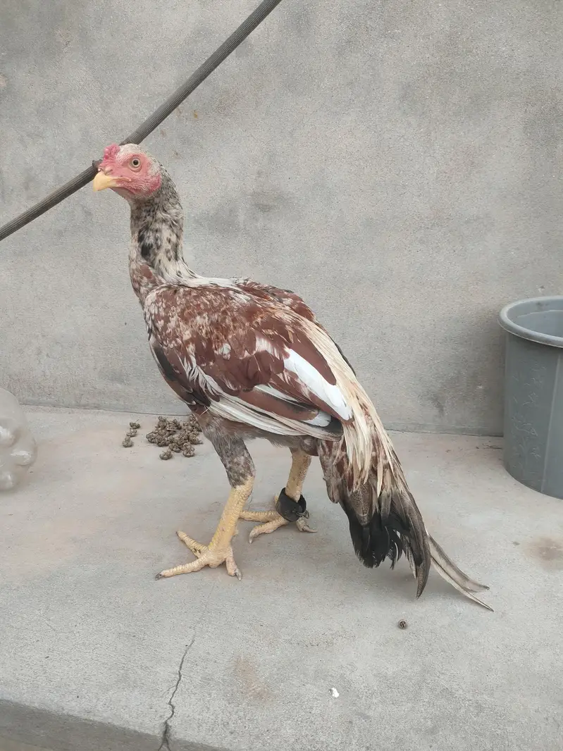 patha for sale — photo 4