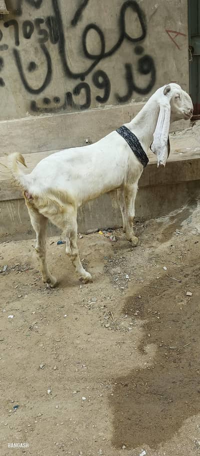 dood wali bakri