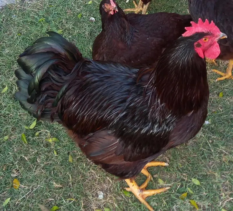 Fancy Hen chicks Polish Heavy Sussex,Silky,RIR 0300-8941001 — photo 2