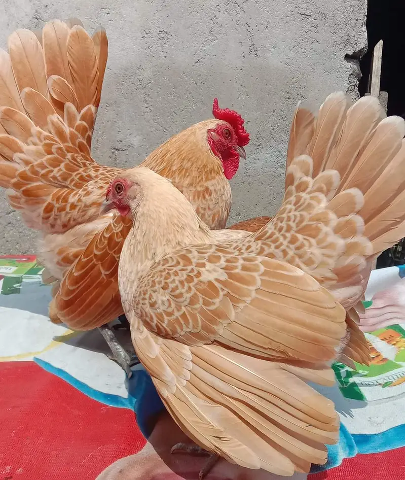 Fancy Hen chicks Polish Heavy Sussex,Silky,RIR 0300-8941001 — photo 4