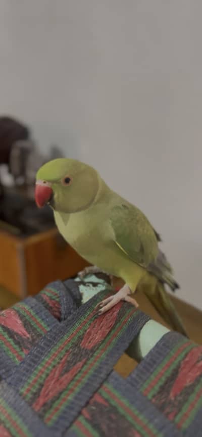 Friendly Female