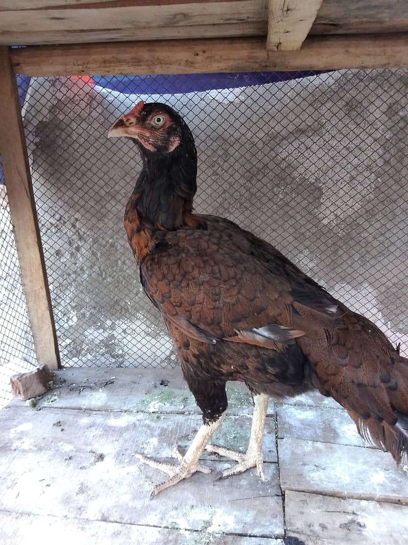 breaded aseel 1