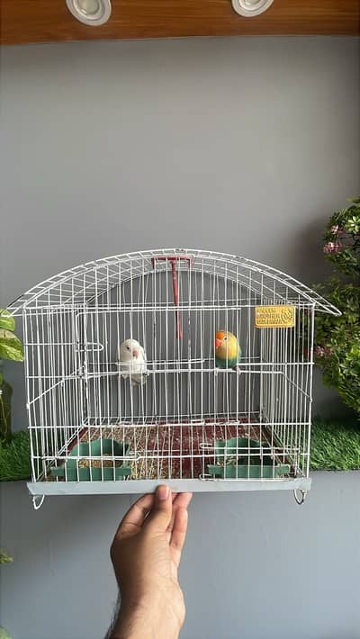 Opaline and eno pair for sale (love birds)