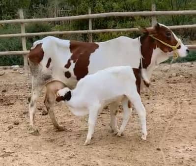 Cholistani Cow &  5 months Bachra for Urgent Sell