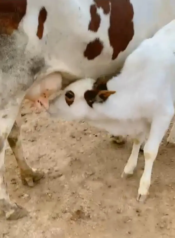 Cholistani Cow &  5 months Bachra for Urgent Sell — photo 2
