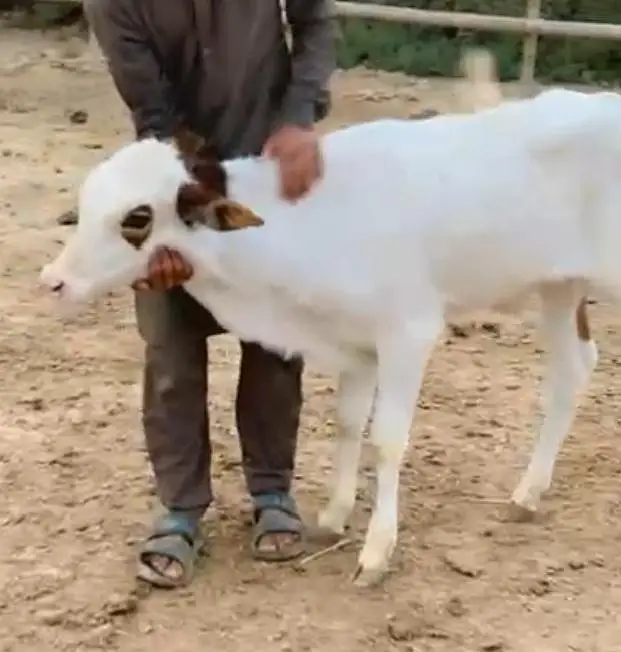 Cholistani Cow &  5 months Bachra for Urgent Sell — photo 3