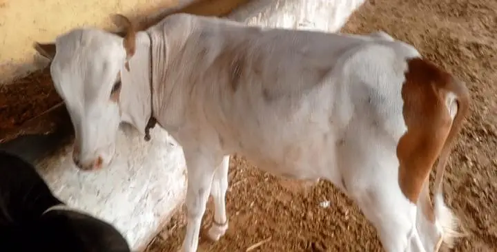 Cholistani Cow &  5 months Bachra for Urgent Sell — photo 4