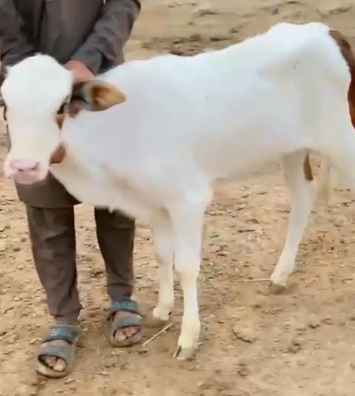 Cholistani Cow &  5 months Bachra for Urgent Sell — photo 5