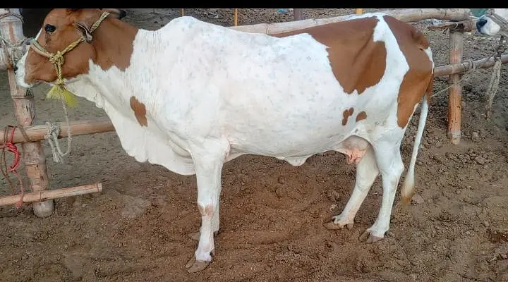 Cholistani Cow &  5 months Bachra for Urgent Sell — photo 6