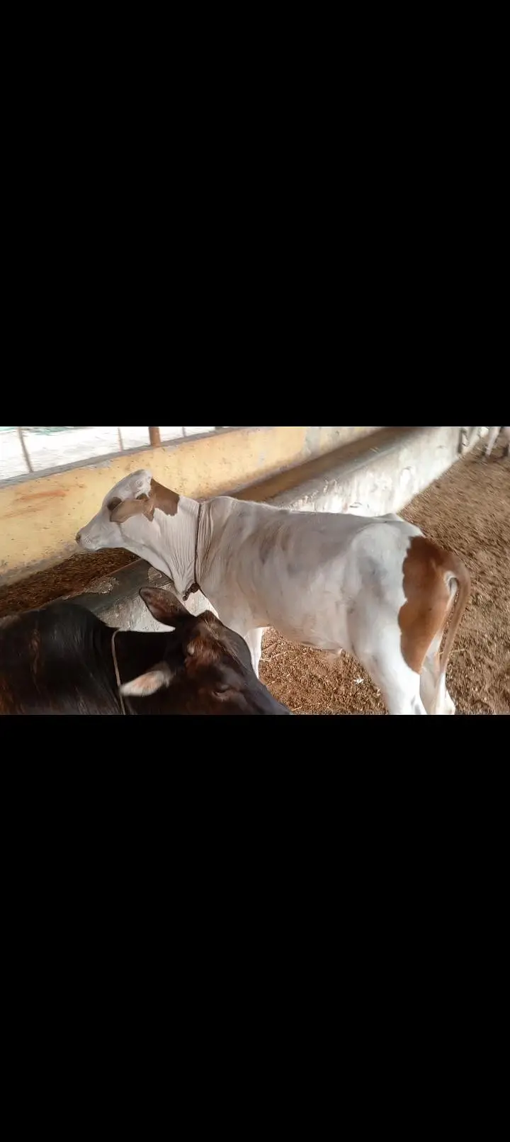 Cholistani Cow &  5 months Bachra for Urgent Sell — photo 7
