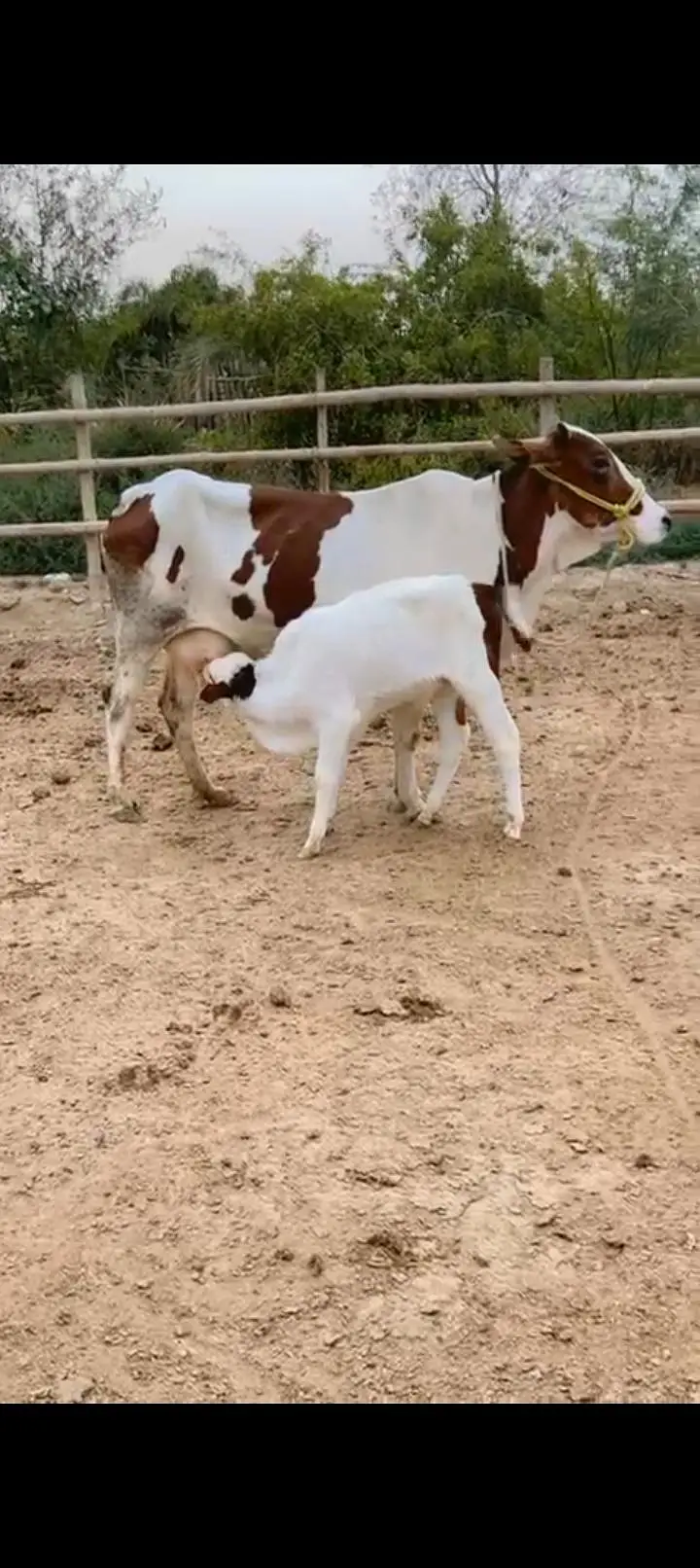 Cholistani Cow &  5 months Bachra for Urgent Sell — photo 8